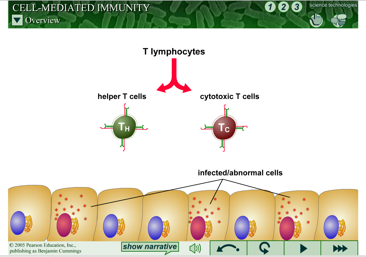 http://www.sbs.utexas.edu/psaxena/MicrobiologyAnimations/Animations/Cell-MediatedImmunity/micro_cell-mediated.swf