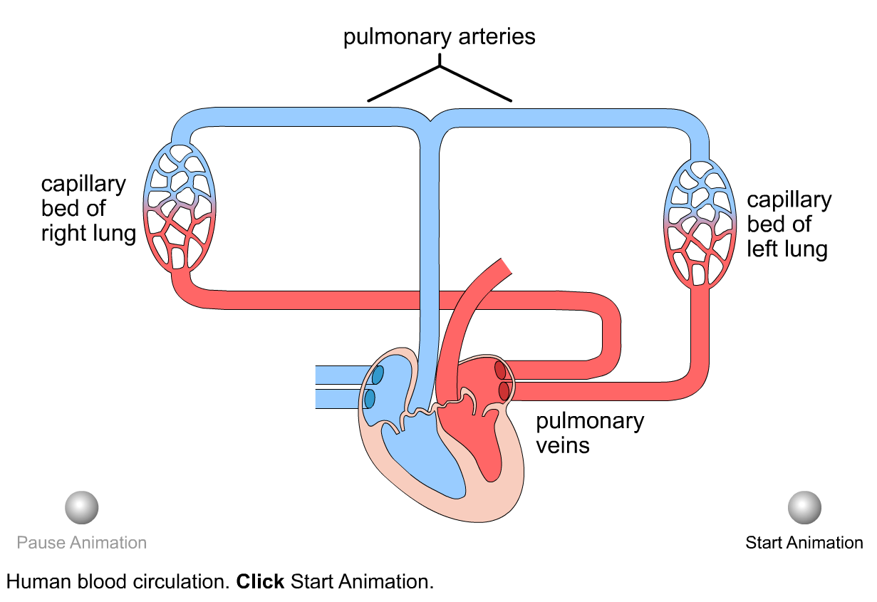 http://www.cengage.com/biology/discipline_content/animations/blood_circulation.swf
