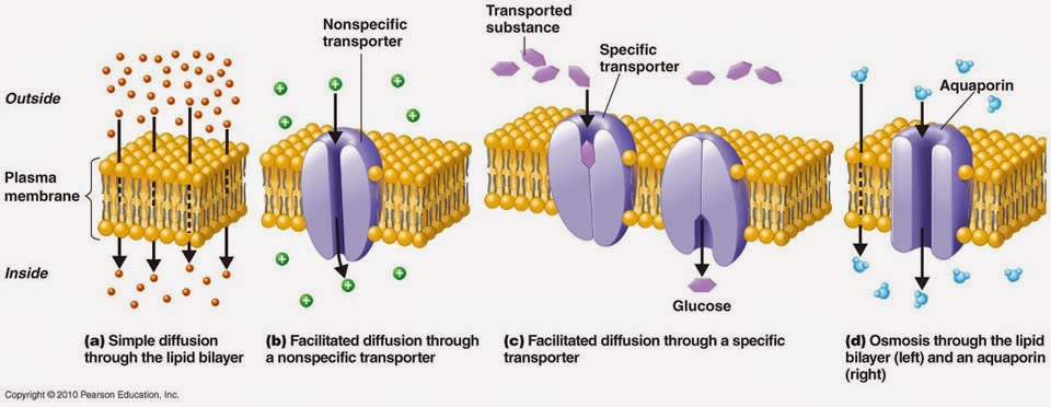 channel-mediated-diffusion-youtube