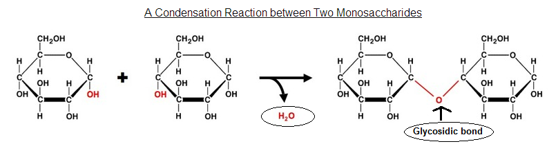 Hydrolysis Reaction splitting By Water Disaccharides Are Split Into 