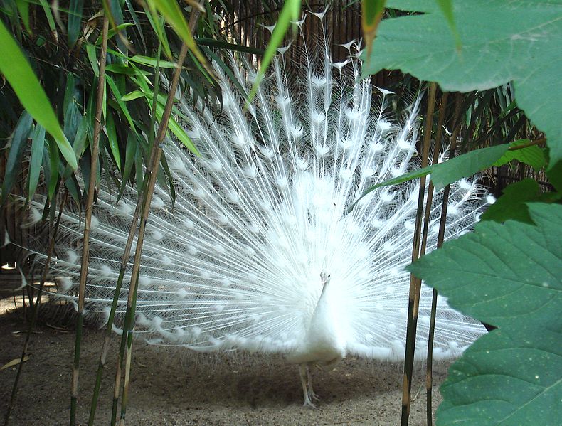 File:Indian peafowl white mutation.jpg