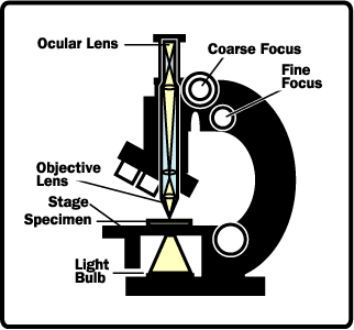 1. Light microscopes